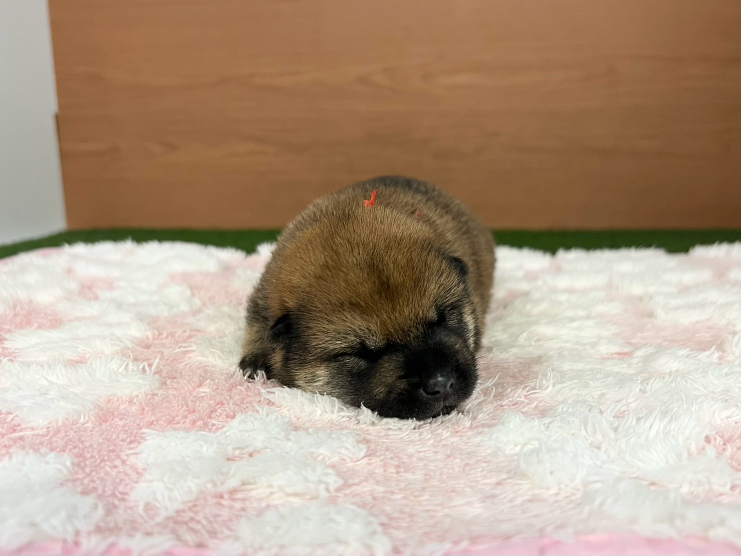 柴犬