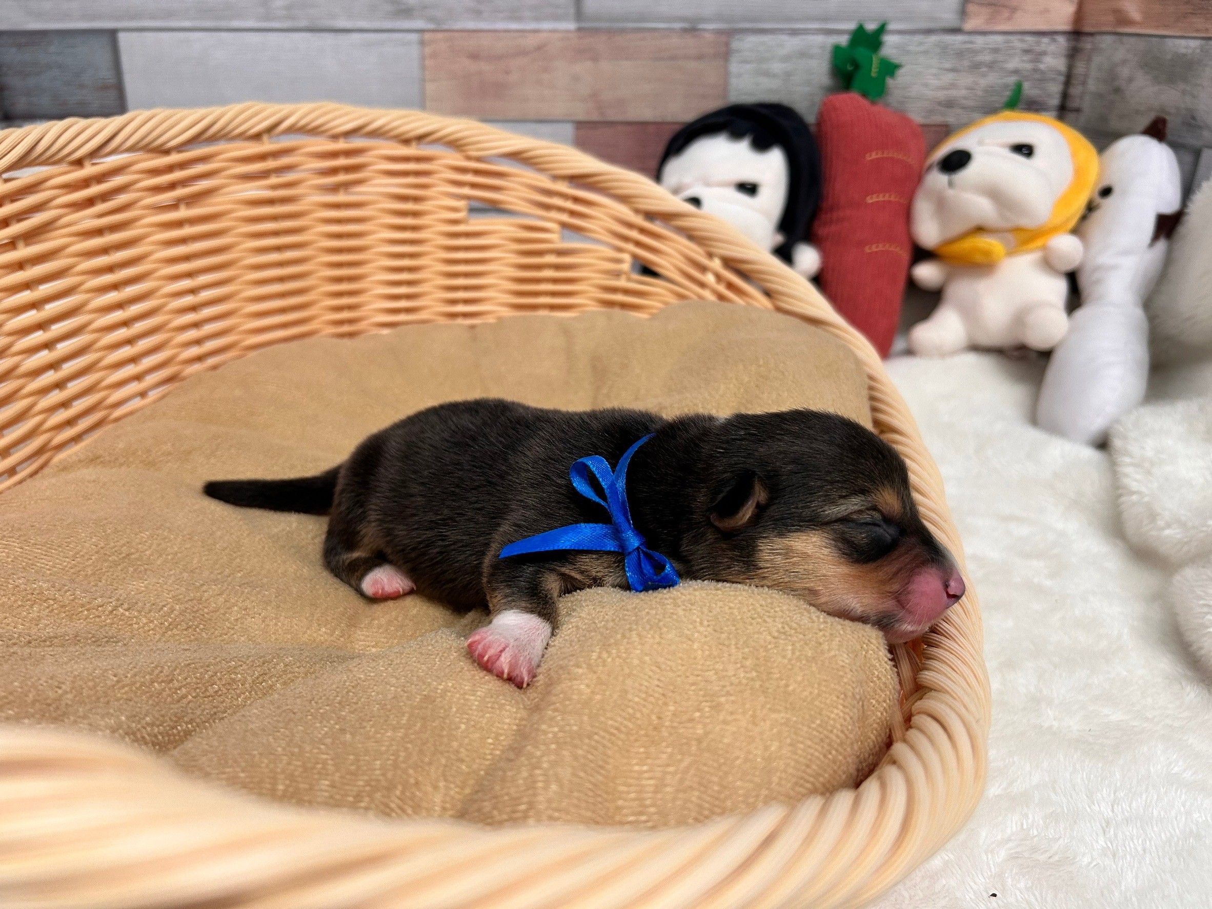 赤ちゃん写真1-2