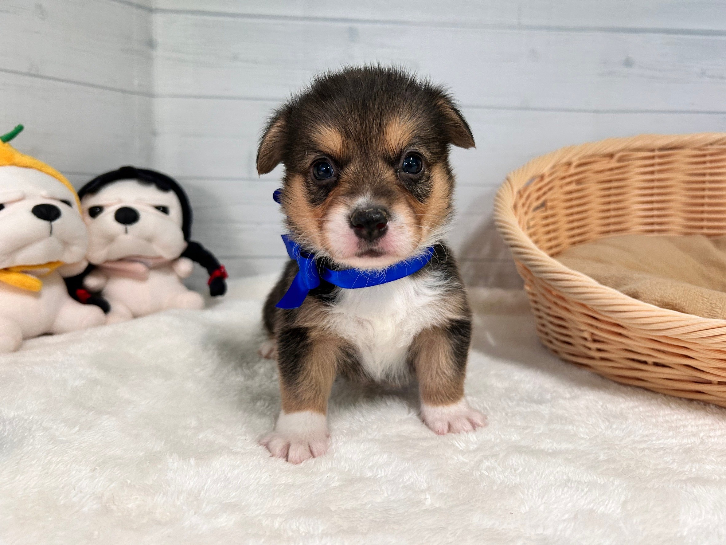 赤ちゃん写真2-1