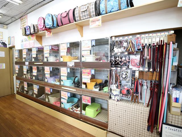 厚木店のご案内 厚木市厚木町 ペットショップcoo Riku