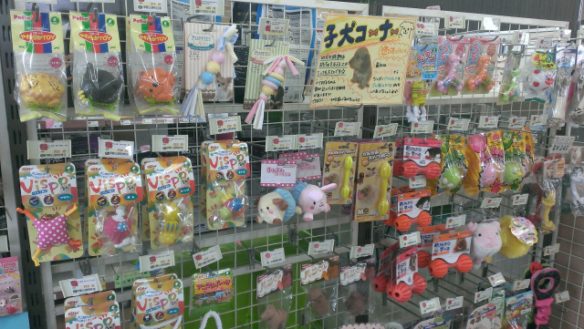 のご案内 ペットショップcoo Riku