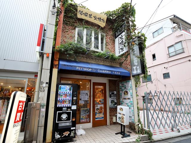 下北沢店のご案内 世田谷区北沢 ペットショップcoo Riku