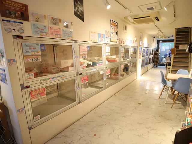 下北沢店のご案内 世田谷区北沢 ペットショップcoo Riku