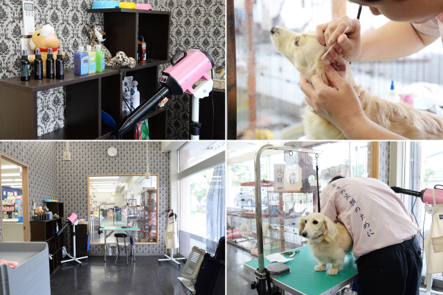 川口戸塚店のご案内 川口市戸塚 ペットショップcoo Riku 川口戸塚店のご案内 川口市戸塚 ペットショップcoo Riku