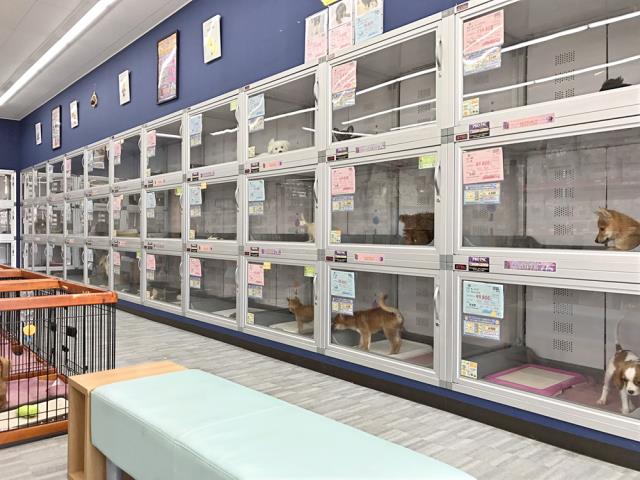 各務原店のご案内 各務原市鵜沼三ツ池町 ペットショップcoo Riku