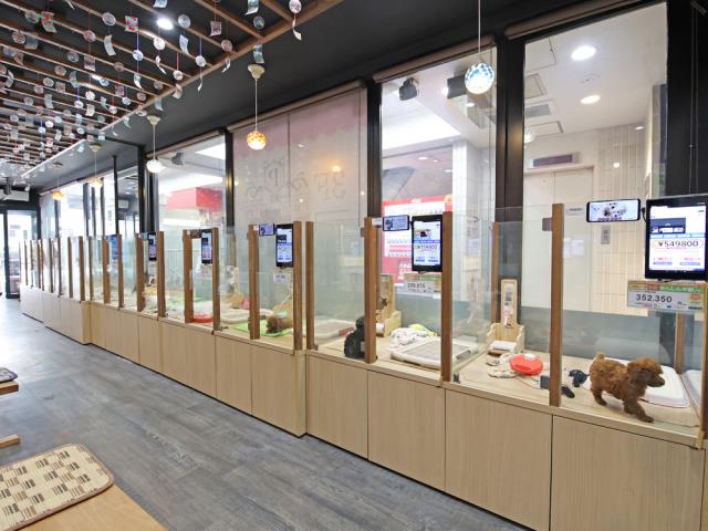 京都河原町店のご案内 京都市中京区山崎町 ペットショップcoo Riku 京都河原町店のご案内 京都市中京区山崎町 ペットショップcoo Riku