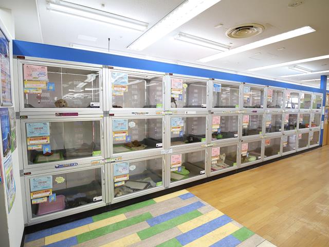 平塚ユーユー店のご案内 平塚市紅谷町 ペットショップcoo Riku