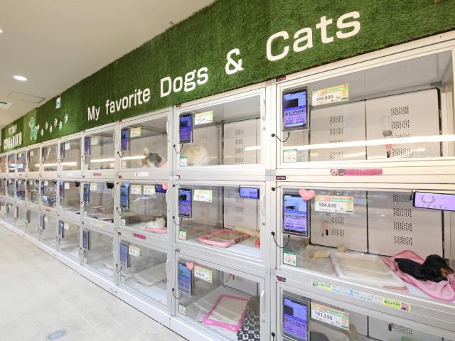 広島本通店のご案内 広島市中区紙屋町 ペットショップcoo Riku