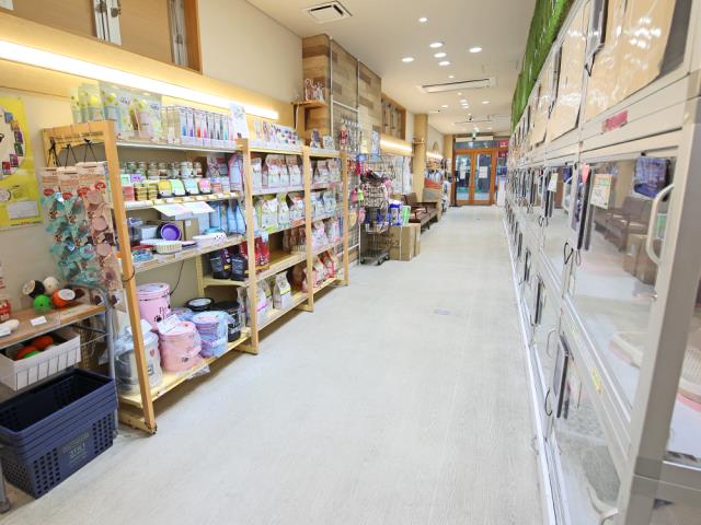 広島本通店のご案内 広島市中区紙屋町 ペットショップcoo Riku
