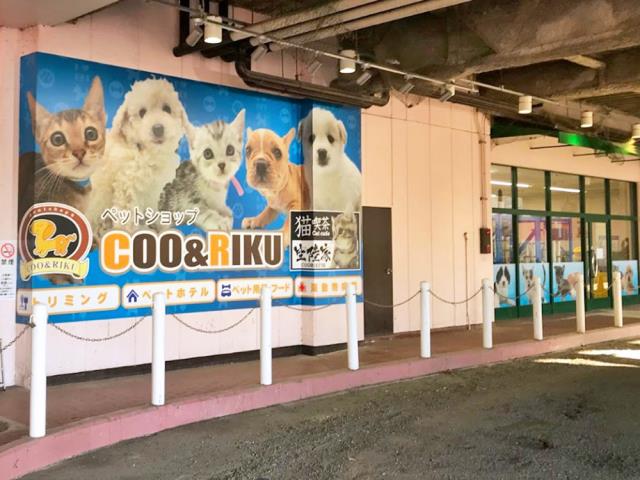 熊本店のご案内 熊本市東区江津 ペットショップcoo Riku