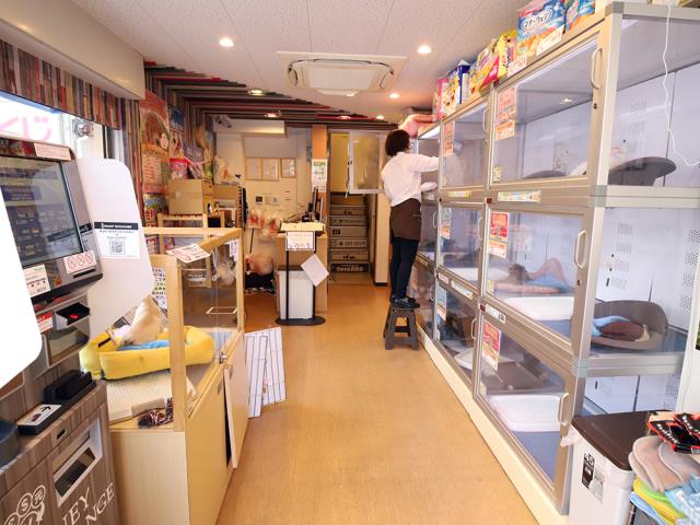 新宿三丁目店のご案内 新宿区新宿 ペットショップcoo Riku