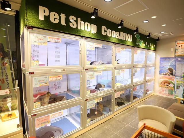 Coo ペット ショップ 店舗一覧