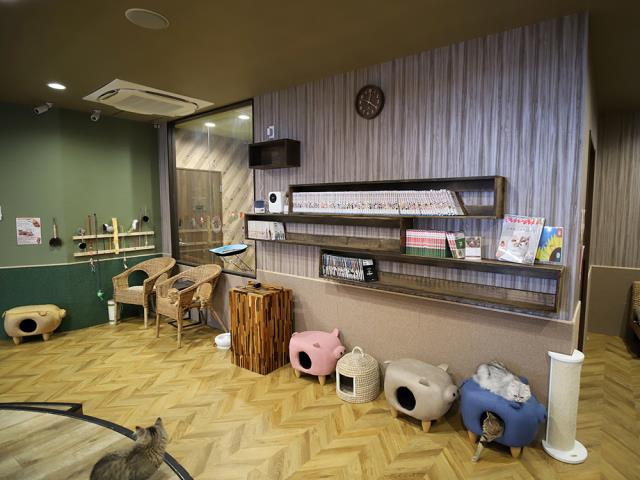 川崎銀柳街店のご案内 川崎市川崎区砂子 ペットショップcoo Riku 川崎銀柳街店のご案内 川崎市川崎区砂子 ペットショップcoo Riku