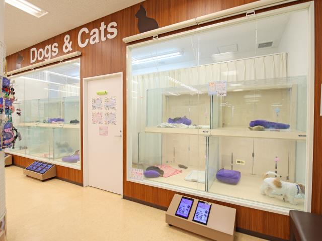 綿半可児店のご案内 可児市今渡 ペットショップcoo Riku 綿半可児店のご案内 可児市今渡 ペットショップcoo Riku