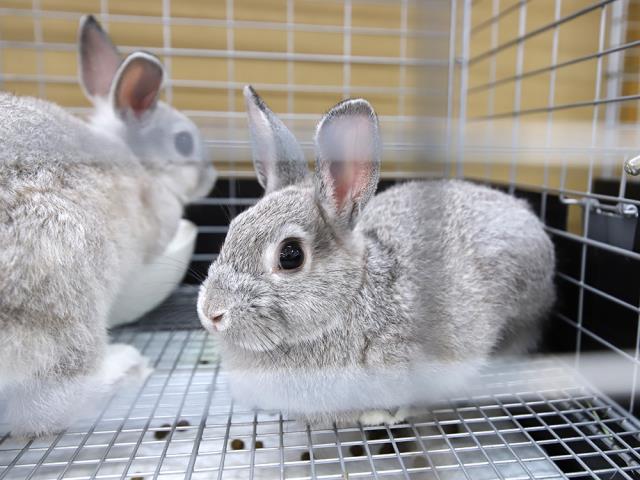 コメリパワーつくば西店のご案内 つくば市下河原崎 ペットショップcoo Riku