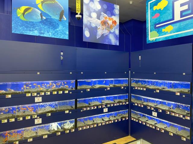 コメリパワー長野東部店のご案内 東御市祢津 ペットショップcoo Riku コメリパワー長野東部店のご案内 東御市祢津 ペットショップcoo Riku
