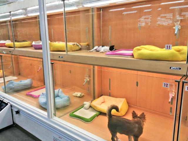 コメリパワー白山店のご案内 白山市横江町土地区画整理事業施工地内5街区 ペットショップcoo Riku コメリパワー白山店のご案内 白山市横江町土地区画整理事業施工地内5街区 ペットショップcoo Riku