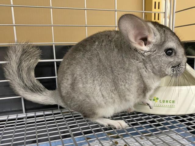 コメリパワー白山店のご案内 白山市横江町土地区画整理事業施工地内5街区 ペットショップcoo Riku コメリパワー白山店のご案内 白山市横江町土地区画整理事業施工地内5街区 ペットショップcoo Riku