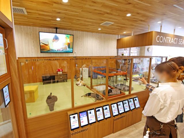 木更津店のご案内 木更津市清見台南 ペットショップcoo Riku