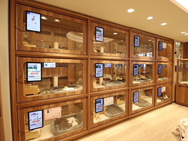 六本木店のご案内 港区六本木 ペットショップcoo Riku