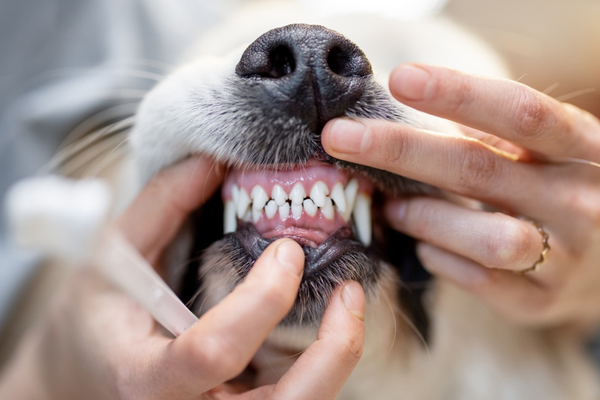 虫よけスプレー体験会の様子1