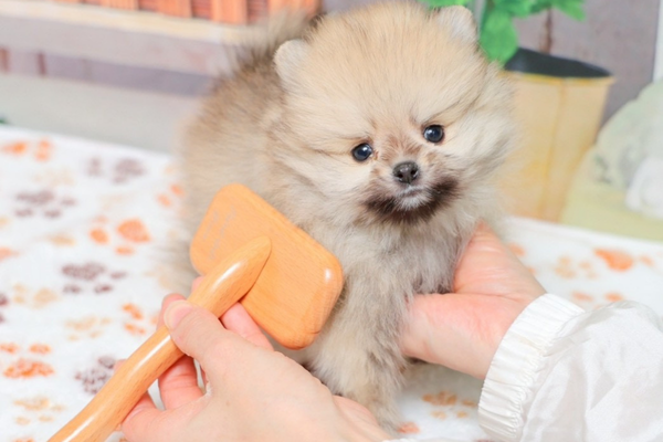 キラキラ艶出し体験