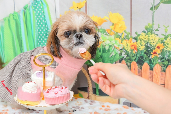 ワンちゃんのスイーツ＆デリコミフ試食会