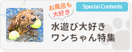 水遊び大好きワンちゃん特集