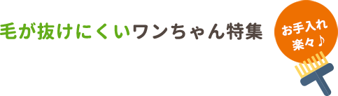 毛が抜けにくいワンちゃん特集