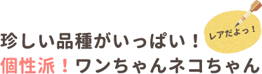 珍しい品種がいっぱい！ 個性派！ワンちゃんネコちゃん