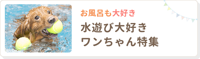 お風呂も大好き 水遊び大好きワンちゃん特集