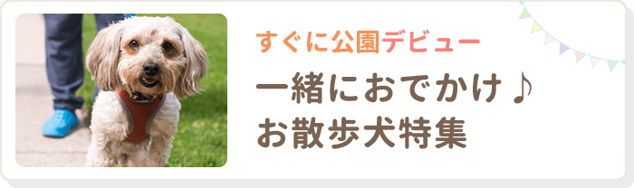 すぐに公園デビュー 一緒におでかけ♪お散歩犬特集