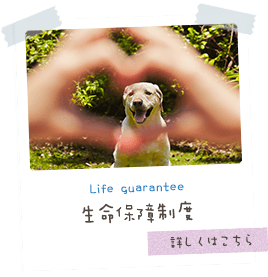 Life guarantee 生命保障制度