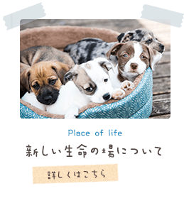 Place of life 新しい生命の場について