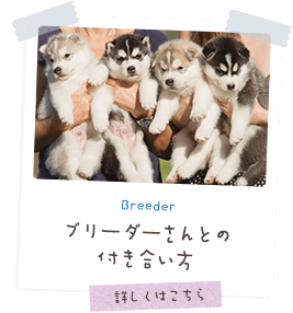 Breeder ブリーダーさんとの付き合い方