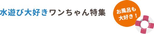 水遊び大好きワンちゃん特集