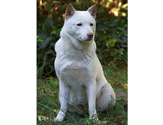 ペットショップcoo Riku 北海道犬