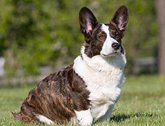 corgi ロングカーディガン