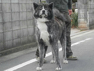 秋田犬