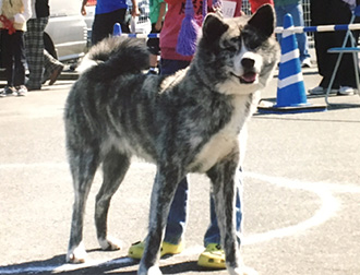 秋田犬