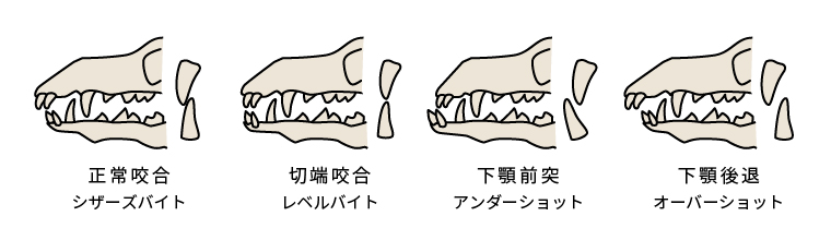 噛み合わせ