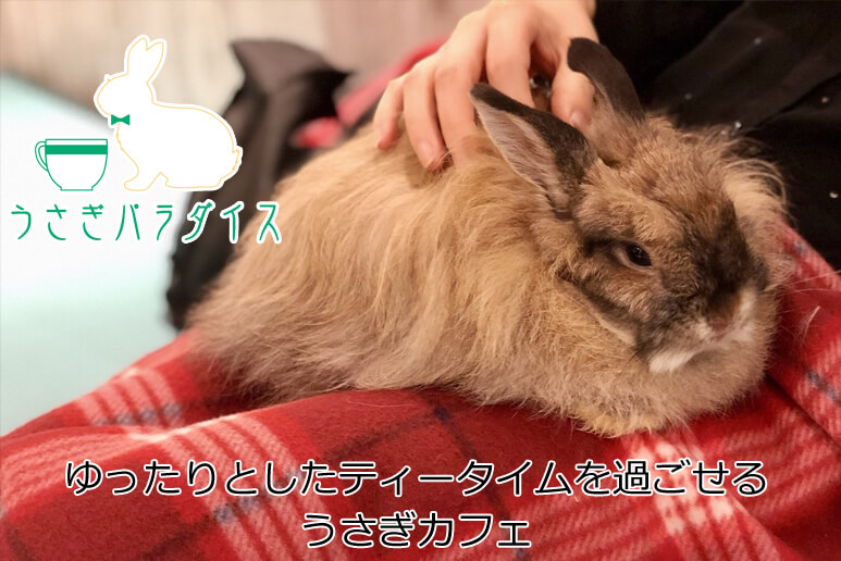 Coo Rikuのアニマルカフェ ネコ うさぎ ハリネズミ ペットショップcoo Riku