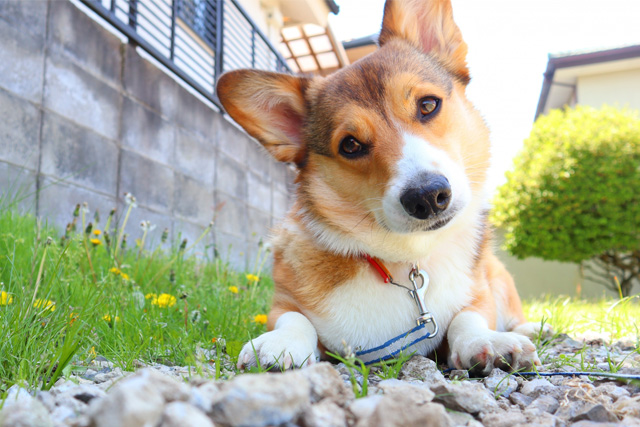 犬の雑学 ペットショップcoo Riku