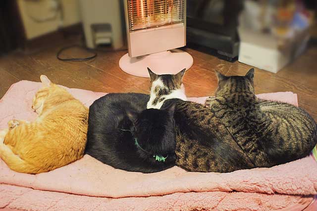 猫の雑学 ペットショップcoo Riku