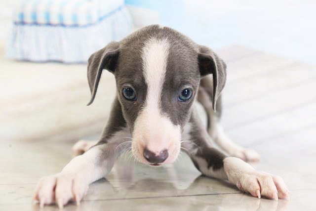 犬の雑学 ペットショップcoo Riku