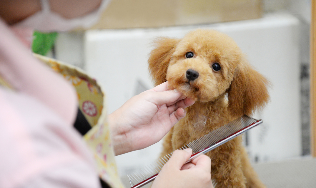 新宿でおすすめのペットショップ8選 犬猫から熱帯魚まで Pathee パシー