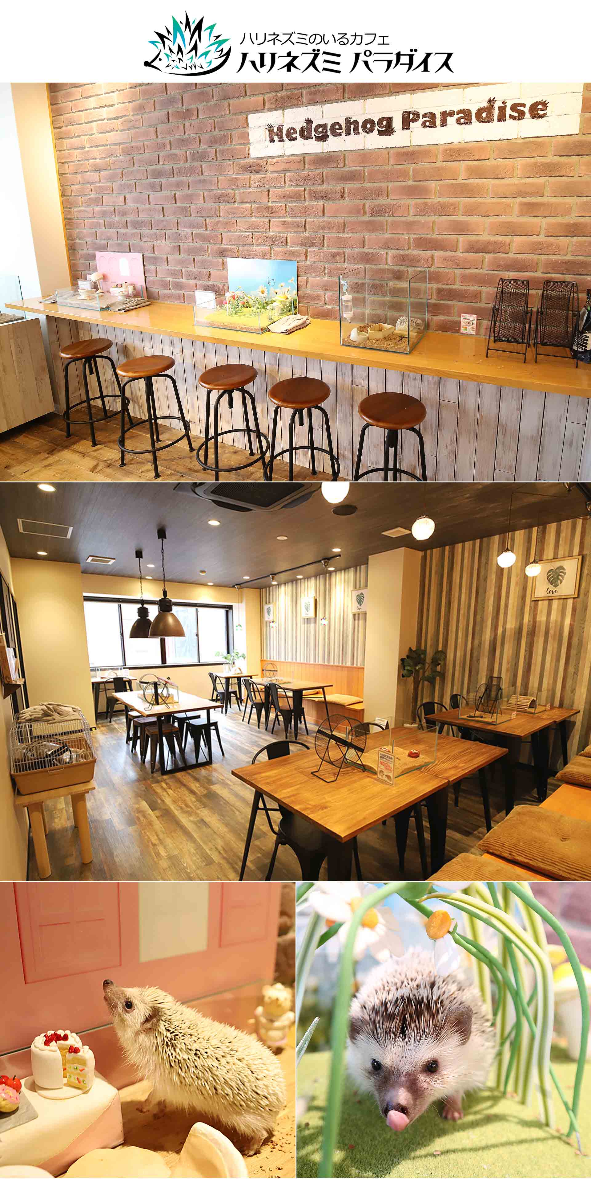 クーリクのアニマルカフェへようこそ ペットショップcoo Riku