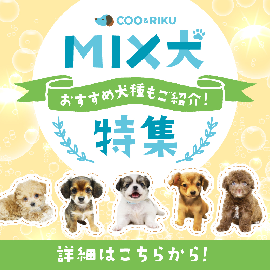 ペットショップcoo Riku Mix犬特集