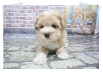 ペットショップcoo Riku Mix犬特集