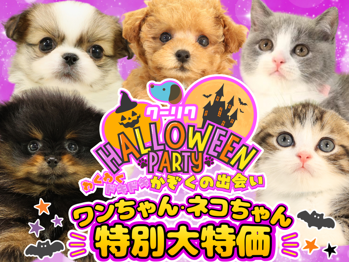クーリク HALLOWEEN PARTY わくわくドキドキかぞくの出会い ワンちゃん・ネコちゃん特別大特価